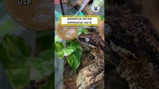 Gargoyle Gecko Impressive Facts shorts video funny animals [upl. by Eidob]