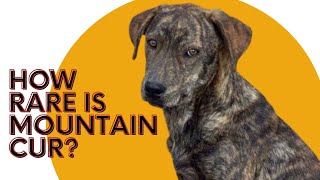 Mountain Cur Dogs 101  Ideal Guard Dog [upl. by Marfe244]