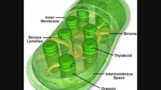 Photosynthesis  Biology In a Few Minutes [upl. by Oiluj405]