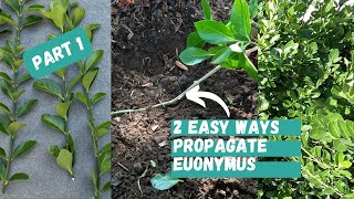 Part 1 How to Propagate Euonymus  Euonymus Plant  Euonymus Manhattan  Evergreen Shrubs [upl. by Dolhenty]