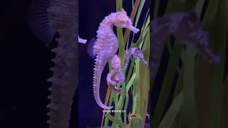 Sea Horse 😱 sciencefacts facts shorts [upl. by Anairda]