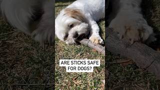 Are sticks safe for dogs dogcare Toxic treats for a dog 🐶 [upl. by Doig268]