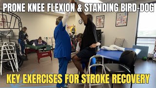 Prone Knee Flexion amp Standing BirdDog Effective Exercises for Stroke Recovery [upl. by Evangeline]