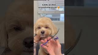 Full grooming video viralvideo dogcare doghealthcare doglovers [upl. by Edva326]