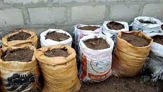 How to Plant Yam in Bags The best way to manage your backyard space for planting [upl. by Fanchan]