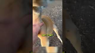 Kangaroo Tries To Drown Me TheUrbanRescueRanch [upl. by Eseerahs]