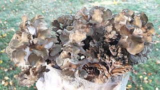 HOW TO GROW MAITAKE MUSHROOM ON PASTEURIZED FUEL PELLETS Strain Selection and Tips for Fruiting [upl. by Ogata]