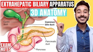 extrahepatic biliary apparatus anatomy 3d  anatomy of extra hepatic biliary apparatus anatomy [upl. by Nievelt]