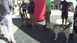 DogTrekking Wąbrzeźno  przed startem [upl. by Anyela]