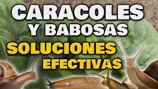 Como ELIMINAR CARACOLES y BABOSAS del Jardín y Huerto Urbano 🐌 Métodos Caseros y 100 Ecológicos [upl. by Pedro718]