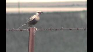 Brown Songlark  Bird watching in Australia with EjBirdwatching [upl. by Lavicrep]