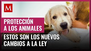 La Ley de Protección a los Animales de la CdMx tiene algunos cambios como regular la eutanasia [upl. by Nosretep]