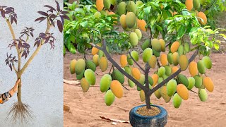 Unique Technique  Grafting Mango Tree Using Banana amp Aloe Vera Growing Faster and Has Many Fruits [upl. by Huckaby882]