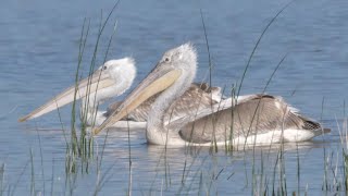 Pellicano riccio Pelecanus crispus [upl. by Keeton]