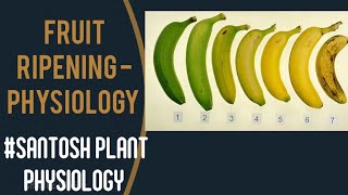 FRUIT RIPENING  Physiology of fruit Ripening  Climacteric and Non Climacteric fruits [upl. by Akirre106]