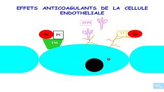 endothelium hémostase et angiogenese part1 [upl. by Barnet]