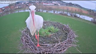 Storchennest Alfeld Leine  Erster Storch der Saison eine Ringstörchin  21022024 [upl. by Lynsey]