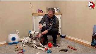 DGP Puppy Class Video  Puppy Mouthing Biting and Nipping Tips [upl. by Olim]