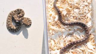 Rattlesnake Vs Gopher Snake [upl. by Nwahshar137]