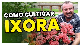 Como cultivar os diferentes tipos de IXORA  Dicas simples e fáceis [upl. by Hocker]