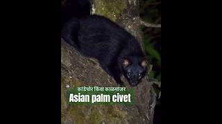 Asian palm civet  काळमांजर l कांडेचोर reels indiananimals wildlife animallover documentary [upl. by Harris]