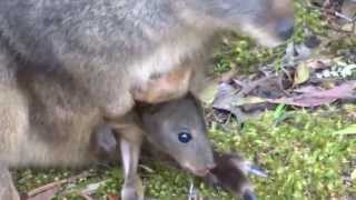 Tasmanian Pademelon Thylogale billardierii 叢林袋鼠屬 [upl. by Psyche541]