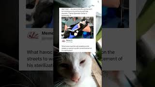 Ollie reacts to craze memes  memes cat shorts [upl. by Dlorad327]