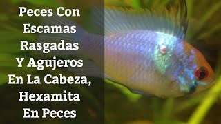 🔵 Heces Largas En PecesEscamas Ragadas Y Hoyuelos En La CabezaHexamita En Peces Acuarios MB [upl. by Ralat]