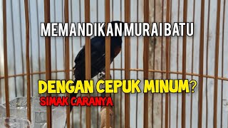 TIPS MEMANDIKAN MURAI BATU DI CEPUK MINUM [upl. by Erleena984]