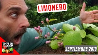 LIMONERO LLENO DE FLORES PASEO POR EL JARDIN SEPTIEMBRE 2019 [upl. by Githens861]