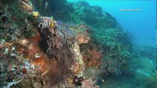 Coral Reefs amp Climate Change [upl. by Sundstrom424]