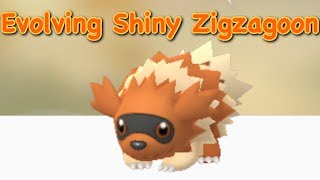 Shiny Zigzagoon Evolution [upl. by Sluiter]