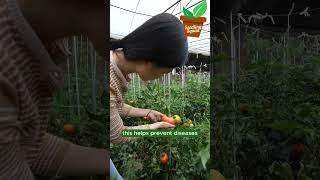 Tomato Care Tips [upl. by Delfeena]