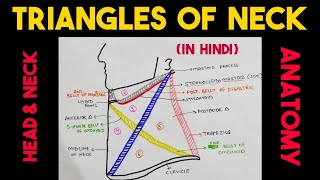 Triangles of Neck  Head amp Neck [upl. by Lak]