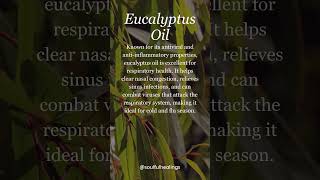 Boost Your Immune System with Eucalyptus Tea Tree amp Oregano Oils [upl. by Berlauda522]