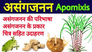 असंगजनन की परिभाषा प्रकार उदाहरण  asang janan kya hai  apomixis in hindi  apomixis example [upl. by Adekram]