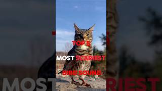 TOP 5 TERRIFYING BIRD SOUND 😵😱 [upl. by Abbi]