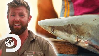 Researcher Discovers An “Extinct” Pondicherry Shark  Extinct Or Alive [upl. by Geffner11]