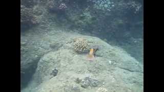 Reef triggerfish humuhumunukunukuapuaa charging [upl. by Nerine]