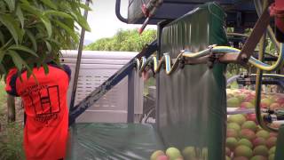 Mango picking – how to do it right [upl. by Elleirb]