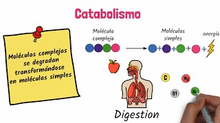 Anabolismo y Catabolismo [upl. by Ellehsor]