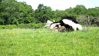 Ostrich mating dance [upl. by Funk]