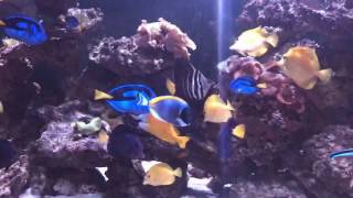 300G REEF SALTWATER AQUARIUM STOCKED WITH TANGS [upl. by Acnairb667]