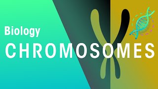 What Are Chromosomes  Genetics  Biology  FuseSchool [upl. by God]