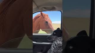 The dog is angry with the horse 🐎 👌😂like a gf and bf music doghorse dogleg dogfooding [upl. by Sefton]