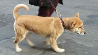 Meet ANNIE Movie 2014 Sandy the Dog Marty walking in New York City before movie premiere [upl. by Onaled]