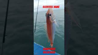 golden threadfin bream supportmychannel fishing fish nightfishing fishingtips marinelife [upl. by Disharoon220]