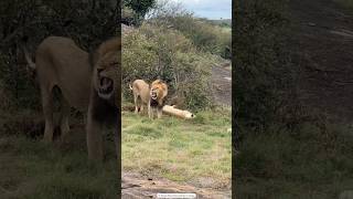 Roar of the King 🦁👑 LionPride WildlifeWednesday SafariAdventure [upl. by Valtin]