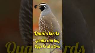 Quail birds September2024pukhtanarelaxingworldsurvivingvlogs quail [upl. by Bound]