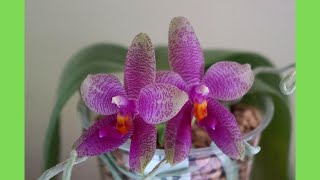 Orchid  Phal Gigabell gigantea x bellina has Charming Pattern amp Fragrance  Orchid Care Tips [upl. by Eerrehc417]